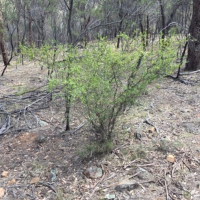 Dodonaea viscosa (Hop Bush) at Hackett, ACT - 17 Nov 2018 by WalterEgo