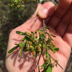 Dodonaea viscosa at Hackett, ACT - 18 Nov 2018 10:26 AM