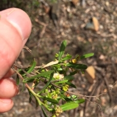 Dodonaea viscosa at Hackett, ACT - 18 Nov 2018