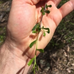 Dodonaea viscosa at Hackett, ACT - 18 Nov 2018