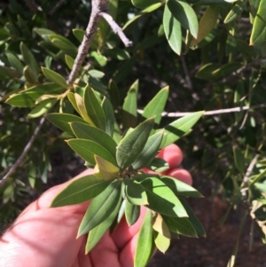 Olea europaea subsp. cuspidata at Hackett, ACT - 18 Nov 2018