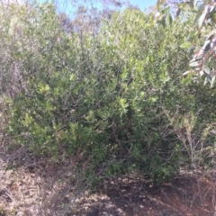 Olea europaea subsp. cuspidata at Hackett, ACT - 18 Nov 2018