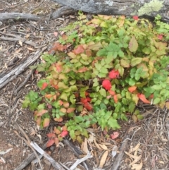 Berberis aquifolium (Oregon Grape) at Majura, ACT - 2 Nov 2018 by WalterEgo