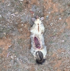 Trichosurus vulpecula (Common Brushtail Possum) at Hackett, ACT - 2 Nov 2018 by WalterEgo