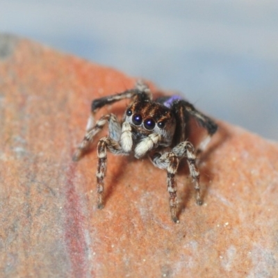 Maratus chrysomelas (Variable Peacock Spider) at Sth Tablelands Ecosystem Park - 29 Sep 2018 by Harrisi