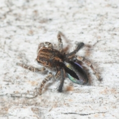 Maratus chrysomelas at Molonglo Valley, ACT - 29 Sep 2018