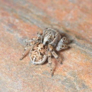 Maratus chrysomelas at Molonglo Valley, ACT - 29 Sep 2018 08:04 PM