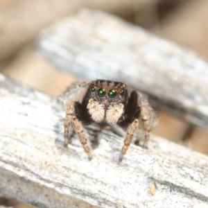 Maratus vespertilio at Molonglo Valley, ACT - suppressed