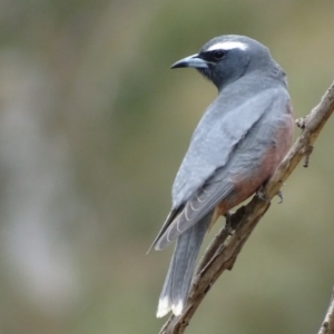 Artamus superciliosus at Rendezvous Creek, ACT - 5 Nov 2018 11:11 AM