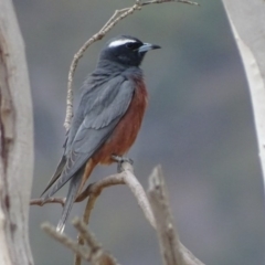 Artamus superciliosus at Rendezvous Creek, ACT - 5 Nov 2018 11:11 AM