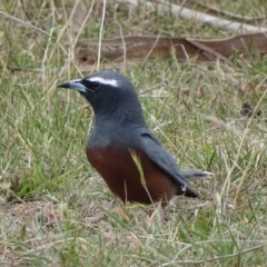 Artamus superciliosus at Rendezvous Creek, ACT - 5 Nov 2018 11:11 AM