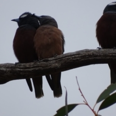 Artamus superciliosus at Rendezvous Creek, ACT - 5 Nov 2018 11:11 AM