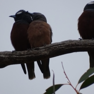 Artamus superciliosus at Rendezvous Creek, ACT - 5 Nov 2018