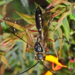 Tiphiidae (family) (Unidentified Smooth flower wasp) at Namadgi National Park - 17 Nov 2018 by Harrisi