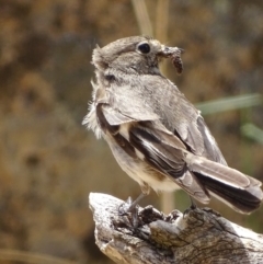 Petroica phoenicea (Flame Robin) at Rendezvous Creek, ACT - 5 Nov 2018 by roymcd