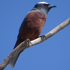 Artamus superciliosus (White-browed Woodswallow) at Rendezvous Creek, ACT - 31 Oct 2018 by roymcd