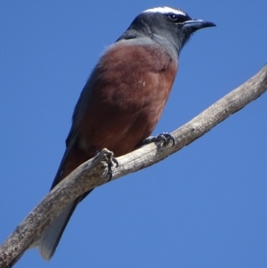 Artamus superciliosus at Rendezvous Creek, ACT - 1 Nov 2018 10:23 AM