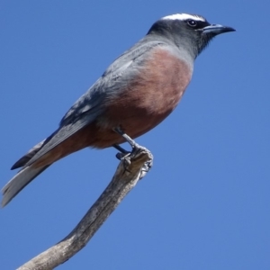 Artamus superciliosus at Rendezvous Creek, ACT - 1 Nov 2018