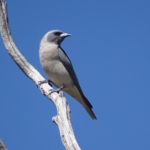 Artamus personatus at Rendezvous Creek, ACT - 1 Nov 2018