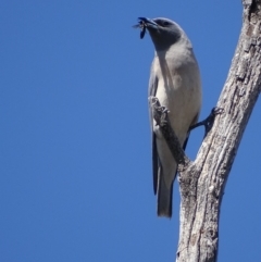 Artamus personatus at Rendezvous Creek, ACT - 1 Nov 2018