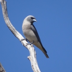 Artamus personatus at Rendezvous Creek, ACT - 1 Nov 2018