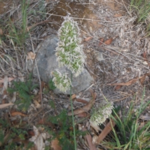 Dactylis glomerata at Griffith, ACT - 18 Nov 2018