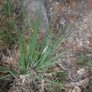 Dactylis glomerata at Griffith, ACT - 18 Nov 2018