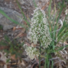 Dactylis glomerata at Griffith, ACT - 18 Nov 2018