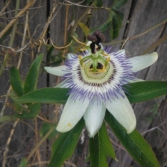 Passiflora caerulea (Blue Passionflower) at Griffith Woodland - 16 Nov 2018 by ianandlibby1