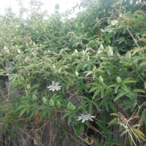 Passiflora caerulea at Griffith, ACT - 17 Nov 2018 12:00 AM