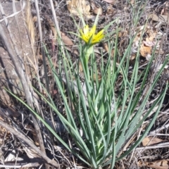 Tragopogon dubius (Goatsbeard) at Griffith Woodland - 17 Nov 2018 by ianandlibby1