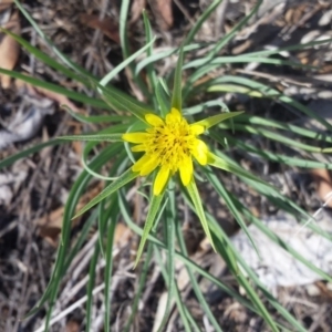 Tragopogon dubius at Griffith, ACT - 18 Nov 2018 09:42 AM