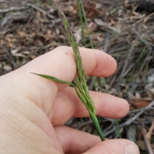 Poaceae (family) at Tharwa, ACT - 18 Nov 2018 12:00 AM