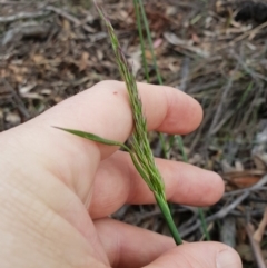 Unidentified Grass (TBC) at Tharwa, ACT - 17 Nov 2018 by ACTParks-InvasivePlantsTeam
