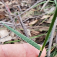 Poaceae (family) at Tharwa, ACT - 18 Nov 2018 12:00 AM