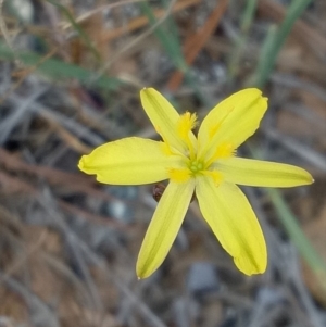 Tricoryne elatior at Lake George, NSW - 16 Nov 2018