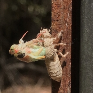 Cicadidae (family) at Paddys River, ACT - 18 Nov 2018