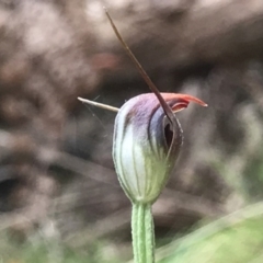 Pterostylis pedunculata (Maroonhood) at Paddys River, ACT - 18 Nov 2018 by PeterR