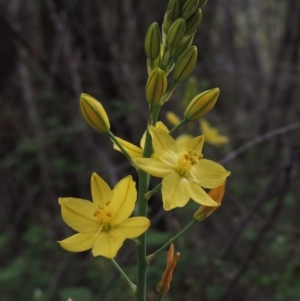 Bulbine glauca at Bullen Range - 1 Nov 2018