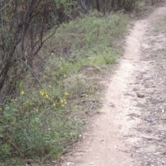 Bulbine glauca at Bullen Range - 1 Nov 2018