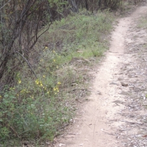 Bulbine glauca at Bullen Range - 1 Nov 2018