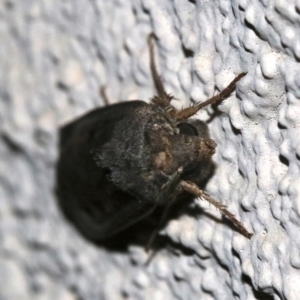 Agrotis infusa at Ainslie, ACT - 17 Nov 2018 10:43 PM