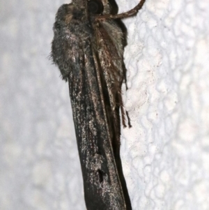 Agrotis infusa at Ainslie, ACT - 17 Nov 2018 10:43 PM