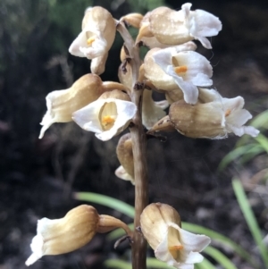 Gastrodia sesamoides at Symonston, ACT - 16 Nov 2018