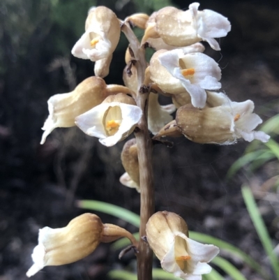 Gastrodia sesamoides (Cinnamon Bells) at Symonston, ACT - 16 Nov 2018 by AaronClausen