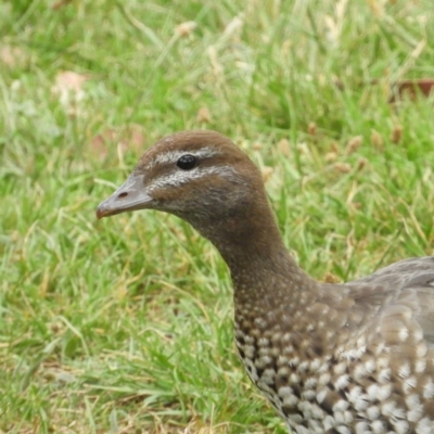 Chenonetta jubata (Australian Wood Duck) at Lake Burley Griffin West - 18 Nov 2018 by MatthewFrawley