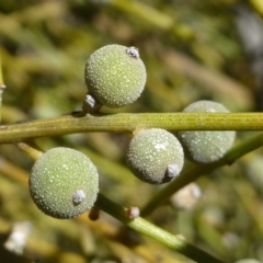 Omphacomeria acerba (Leafless Sour-bush) at Hackett, ACT - 19 Nov 2018 by RWPurdie