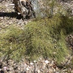 Omphacomeria acerba at Hackett, ACT - 19 Nov 2018 12:00 AM