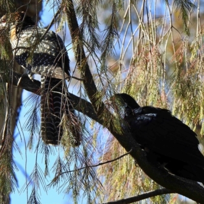 Eudynamys orientalis (Pacific Koel) at Aranda, ACT - 19 Nov 2018 by KMcCue