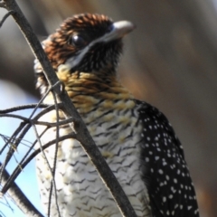 Eudynamys orientalis at Aranda, ACT - 19 Nov 2018 08:44 AM